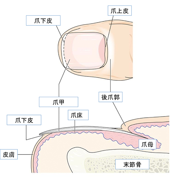 爪解剖